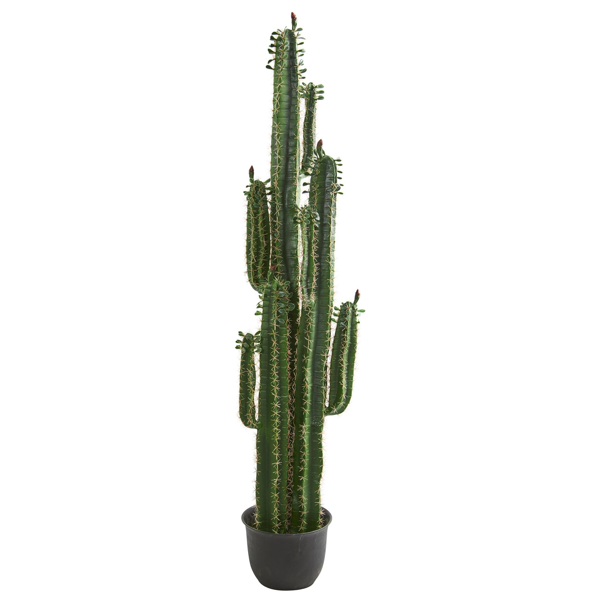 6.5ft. Potted Cactus Plant